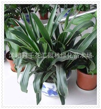 万年青花_万年青花批发_万年青花供应