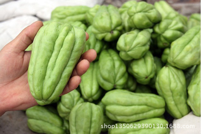 精选高产佛手瓜种子 种瓜 当月新货保证成活 不