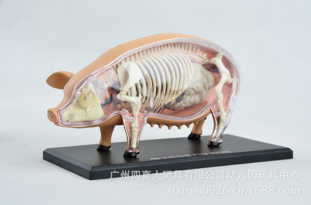 幼儿园专区 动物标本 猪标本解剖模型带器官骨骼 2610