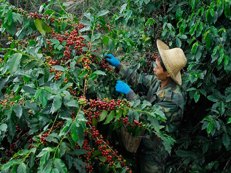 种植场工人正在采摘咖啡豆