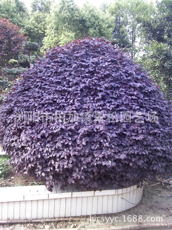 绿化苗木供应优质球类 地被类 花卉苗木 盆景 绿篱色块
