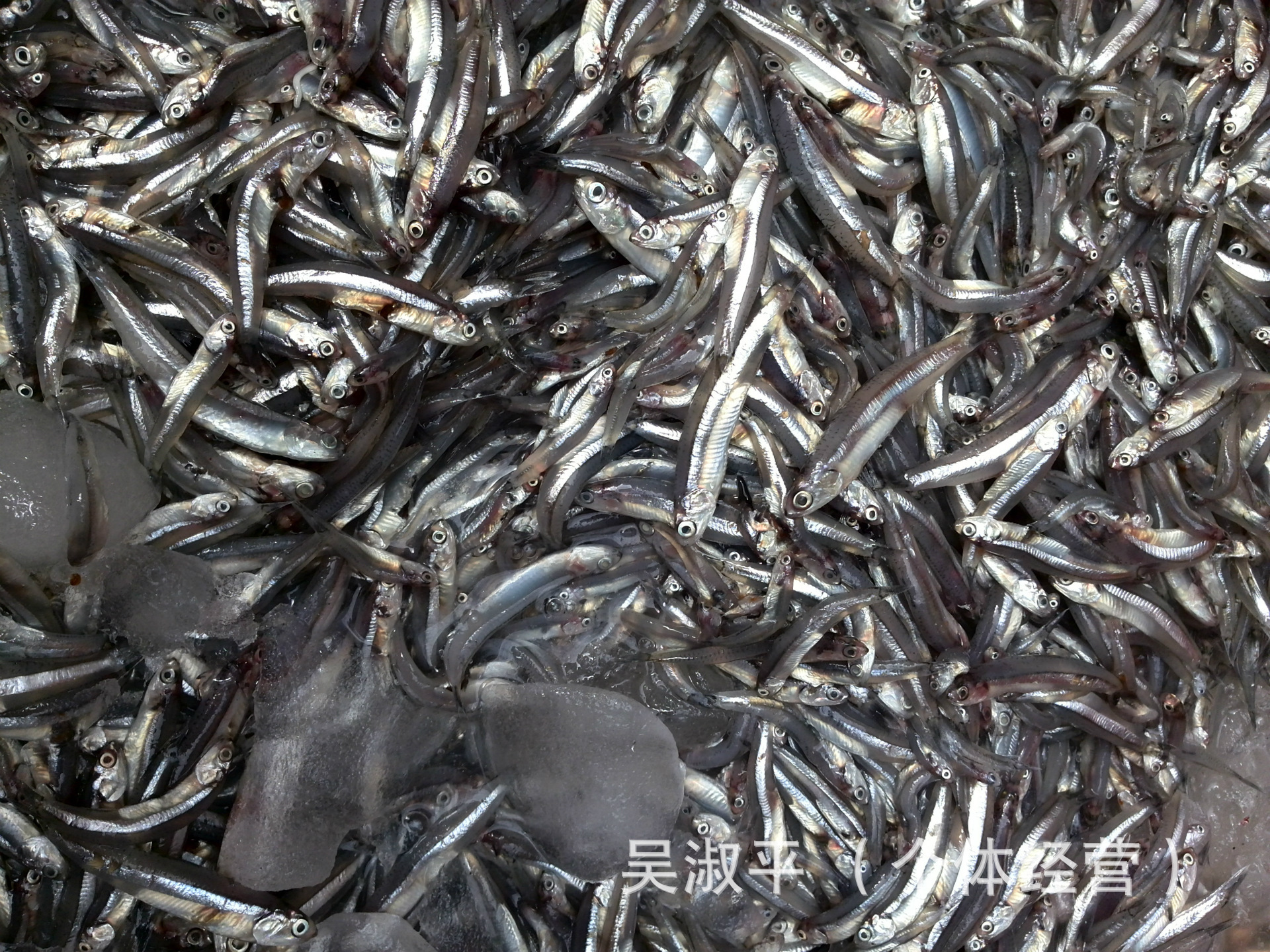 干制水产品-丁香鱼 银鱼 小鱼仔 海燕鱼 批发零