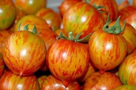 【蔬果种子 红彩番茄种子 圣女果 小西红柿 口感