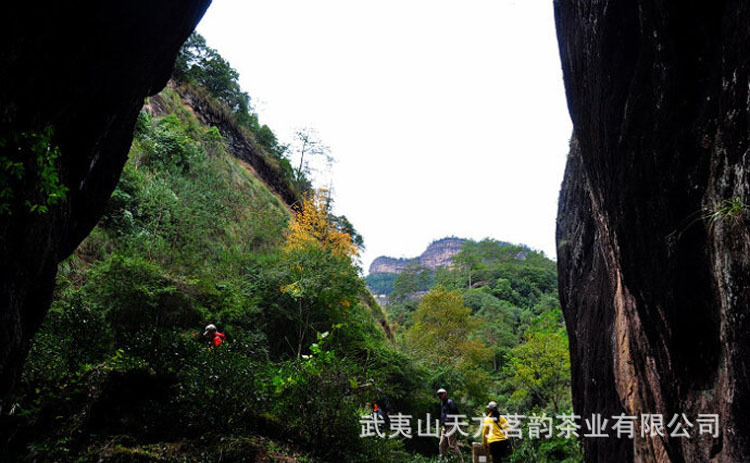 【正岩流香涧正岩极品水仙 武夷岩茶大红袍乌