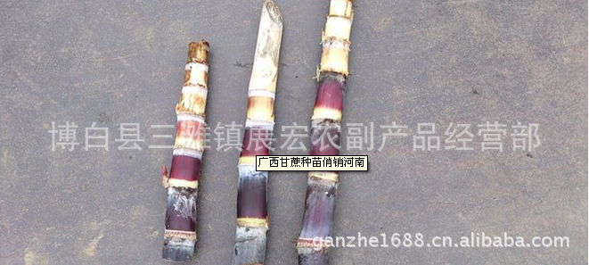 其他农作物种子,种苗-甘蔗种 甘蔗苗-其他农作物种子,种苗尽在阿里巴