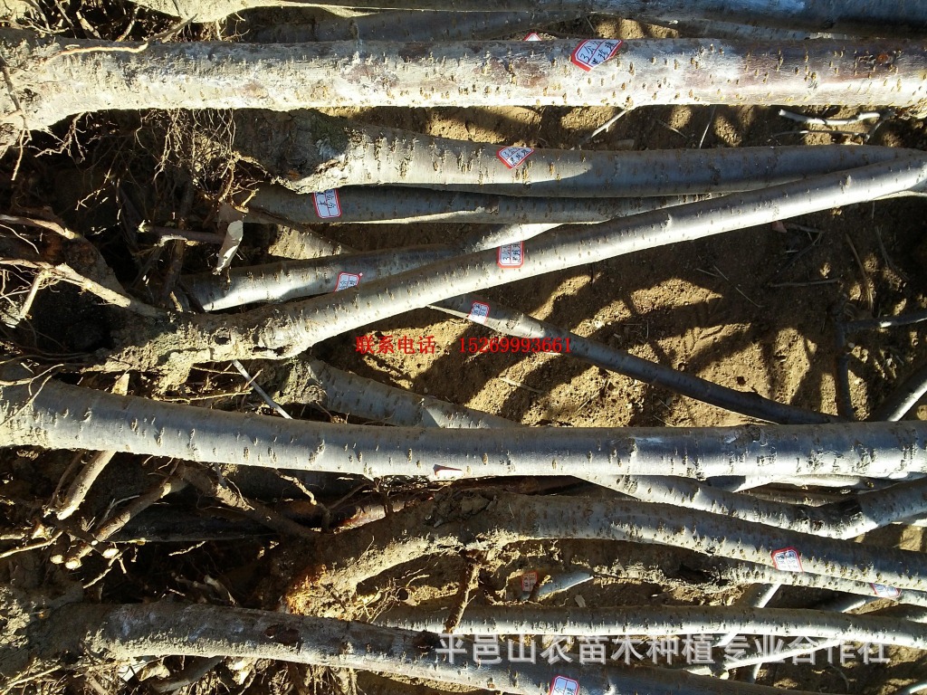 果树-平邑苗木基地批发大紫樱桃苗,拉宾斯樱桃