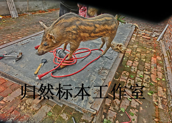 野猪标本 动植物切片 室内景观制作