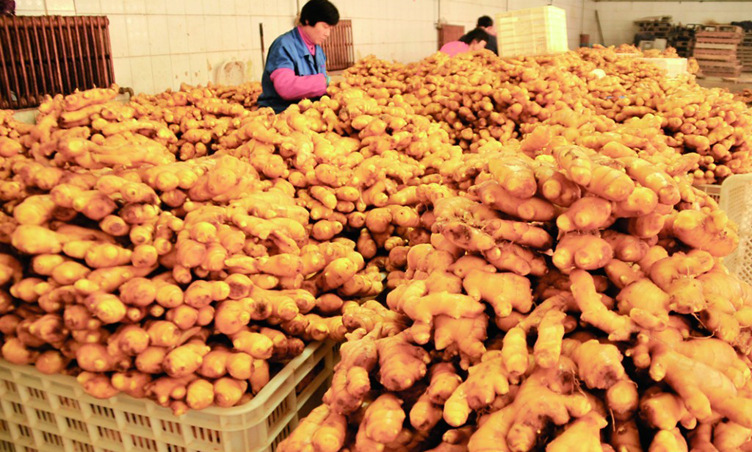 姜-供应安丘优质 生姜 保鲜姜 出口欧美中东国