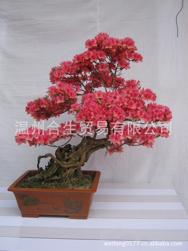 03年映山红盆景作品