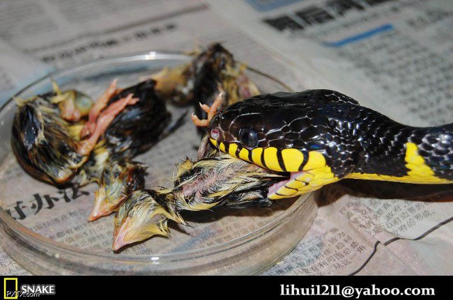 【养殖鹌鹑 鹌鹑鸟，诱蛇饵料，老鹰食物 鹌鹑苗 淘汰鹌鹑】价格,厂家,图片,特种禽类,创意阳台菜园-马可波罗网