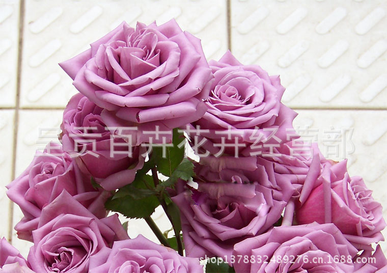 紫皇后(紫色)玫瑰花批发_昆明鲜花批发_鲜花配送