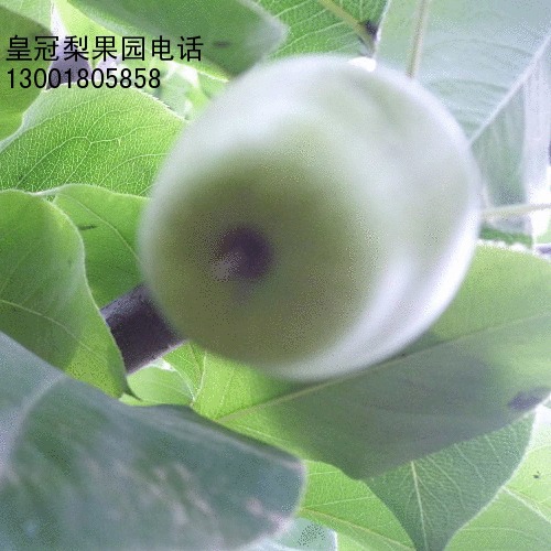 ng22vt0hs0en6dajo0ops0pqd1_2