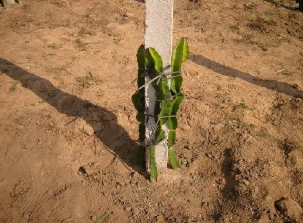 【批发火龙果果树苗,保活苗,火龙果苗木,霞客耕