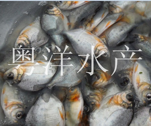 【红鲳鱼】红鲳鱼价格\/图片_红鲳鱼批发\/采购