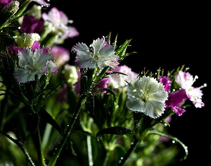 【云南昆明鲜花基地批发配花相思美(各色)1扎