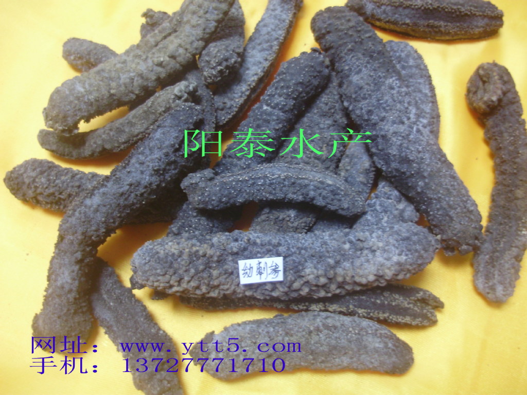 干制水产品-电白县阳泰水产有限公司 大量低价批发各种进口野生海参 品种齐全-干制