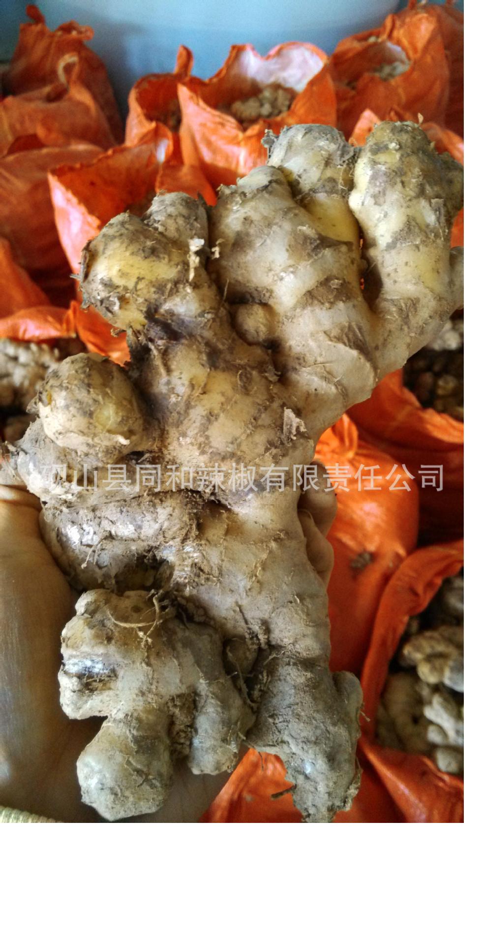供应云南生姜/生姜供应基地/生姜价格