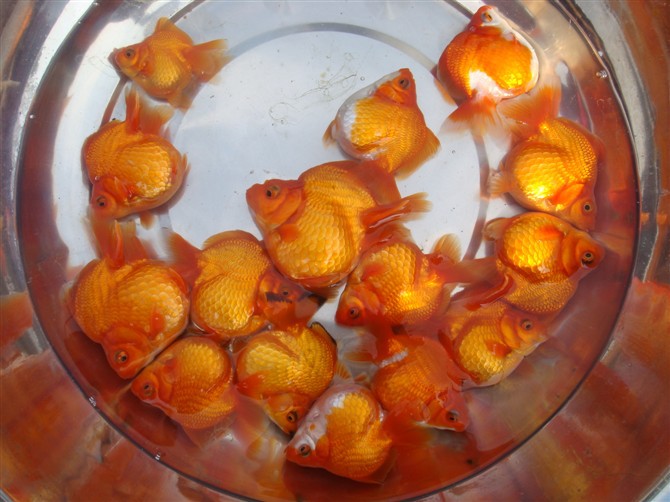 批发采购宠物-观赏金鱼-金鱼观赏鱼-喜明金鱼养