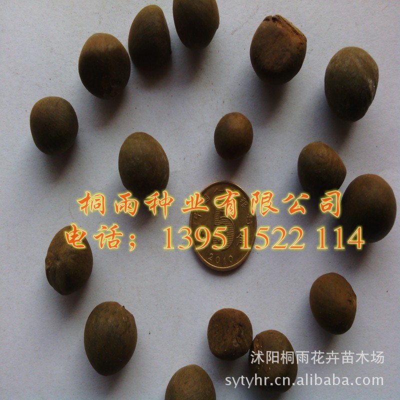 新采收 油茶种子 茶子树、<em>茶油</em>树、<em>白</em>花茶种-油