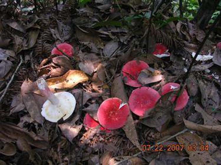 厂家供应优质野生红菇 营养价值极高的野生红菇 纯天然野生红菇