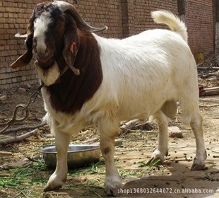 羊-福建养殖场供纯种波尔山羊羊羔 嘉祥德邦牧