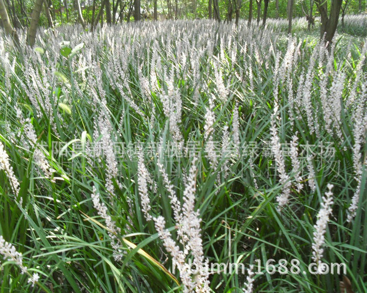 灌木-基地直销优质矮生麦冬草 地被植物 金边麦
