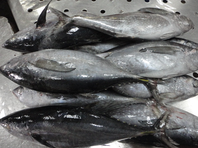 【乐兴水产 福建东山优质海捕冷冻黄鳍金枪鱼