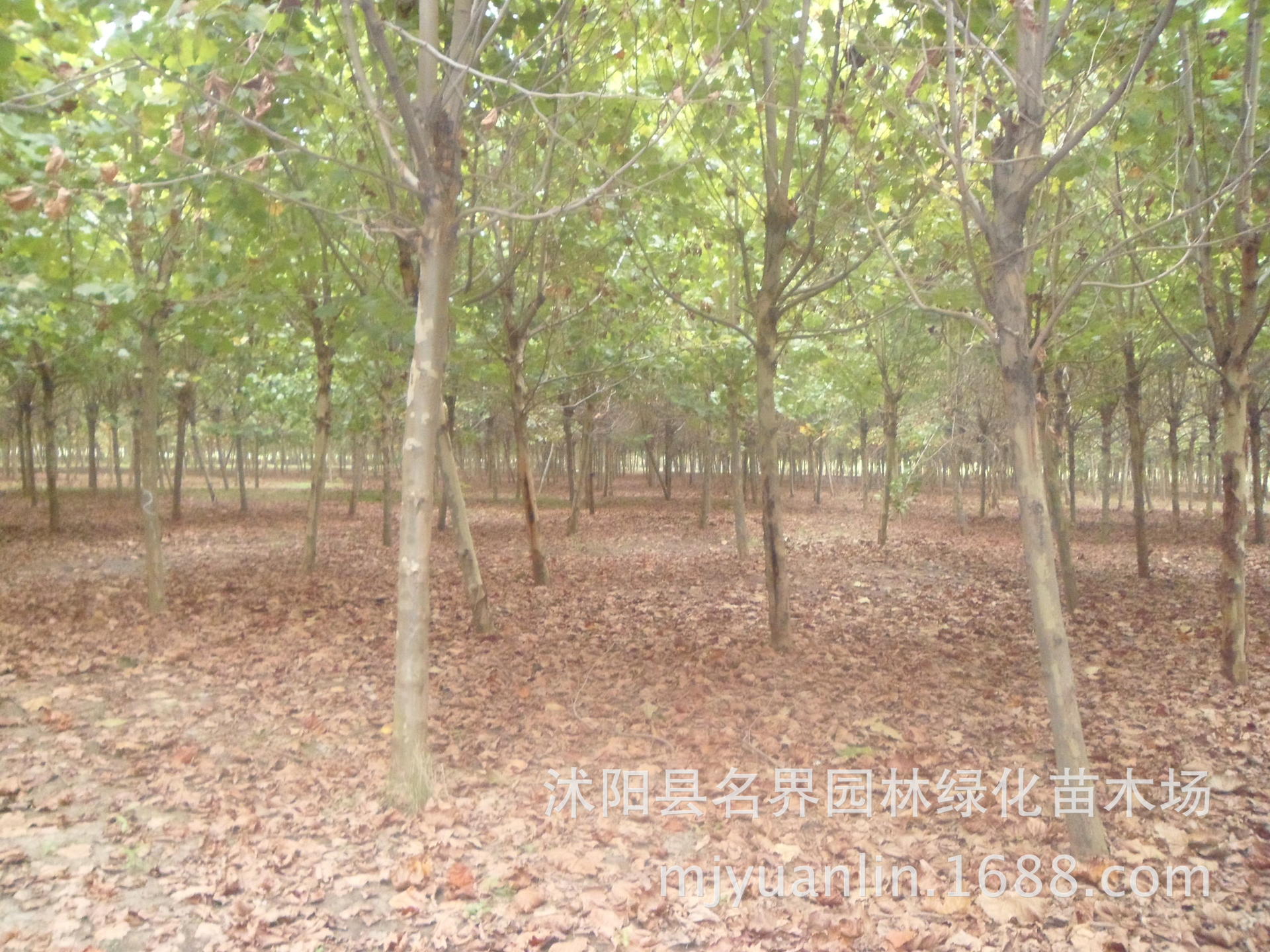 【名界园林 厂家常年供应 乔木 梧桐树】价格,厂