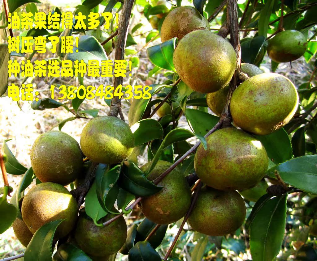 重庆油茶种植/供国审高产油茶树/ 油茶苗/ 经济苗木/ 油茶/ 苗木