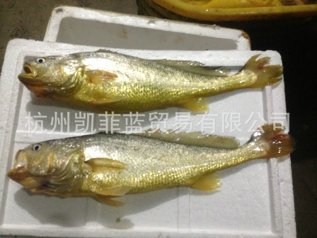 【东海【野生大黄鱼】\/舟山大黄鱼\/2.3斤以上\/