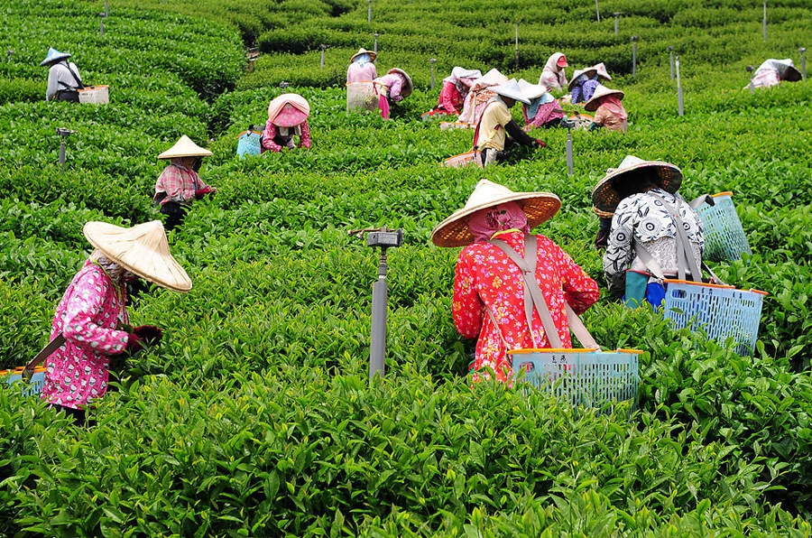 【批发正宗台湾进口 阿里山高山茶 台湾茶】