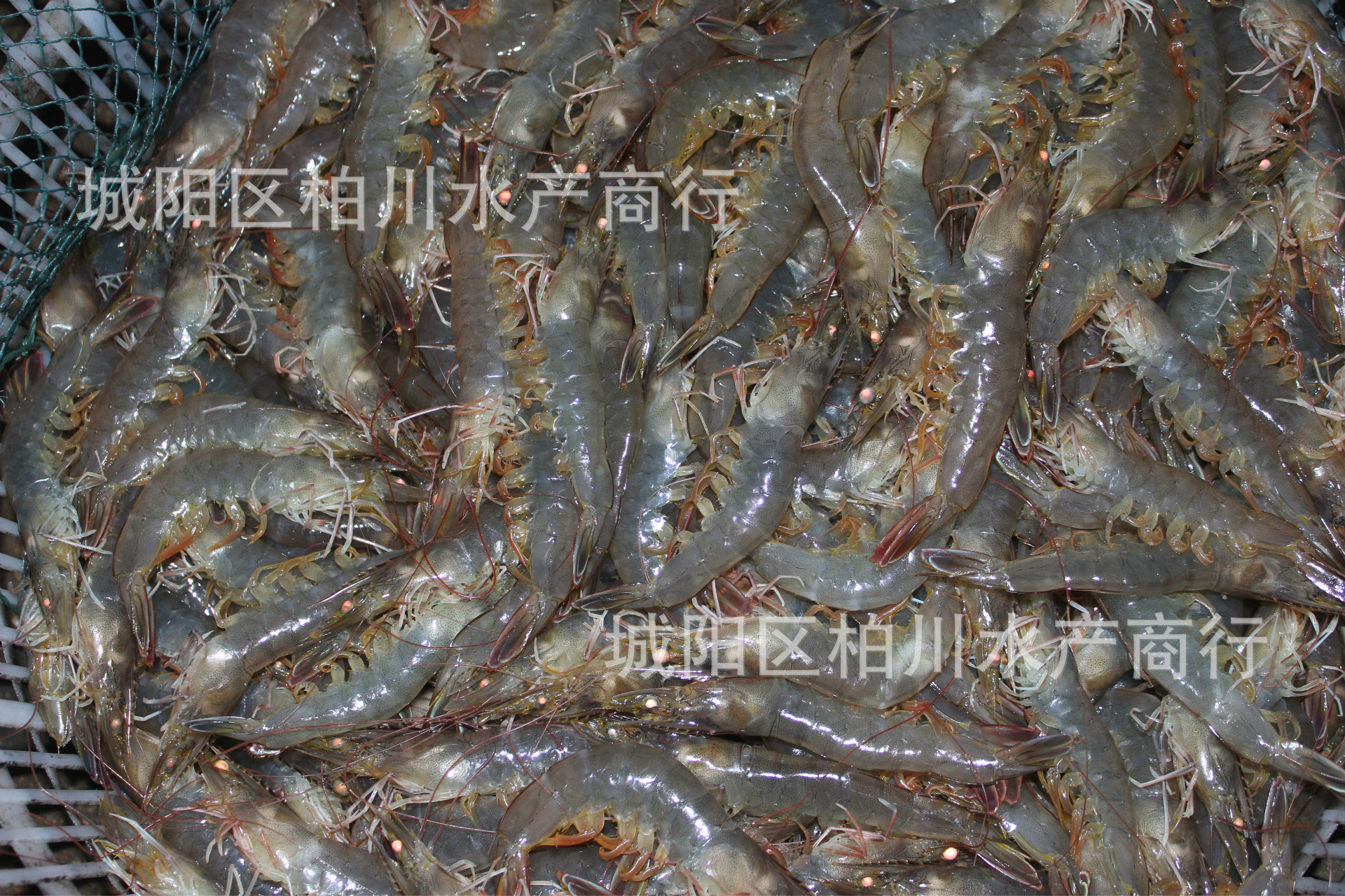 供应高品质鲜活南美白虾,对虾,海鲜水产品