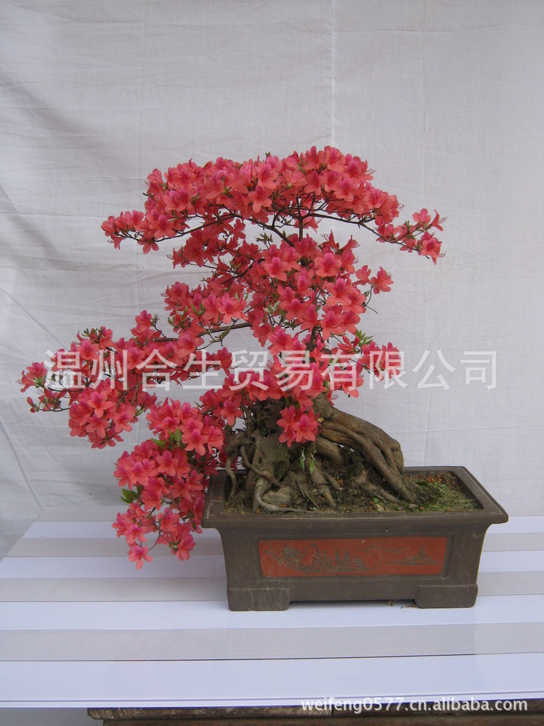 03年映山红盆景作品