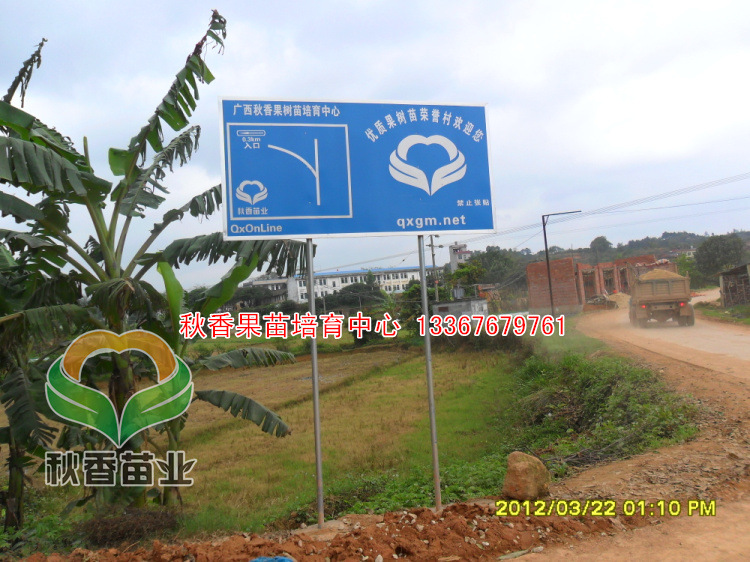 【【秋香果苗】红金龙芒果树苗\/红贵妃芒果苗