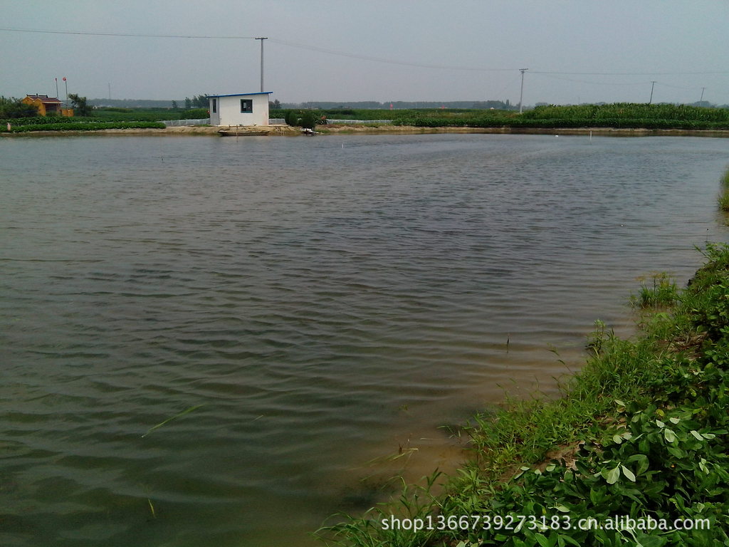 雌雄对蟹礼旺兴化大闸蟹直销自产湖蟹河蟹有机食品绿色高健康美味图片,雌雄对蟹礼旺兴化大闸蟹直销自产湖蟹河蟹有机食品绿色高健康美味图片大全,胡桂旺(个体经营)-马可波罗网