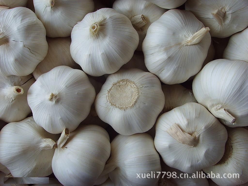 蒜-供应保鲜大蒜头 紫皮蒜 纯白蒜-蒜尽在阿里