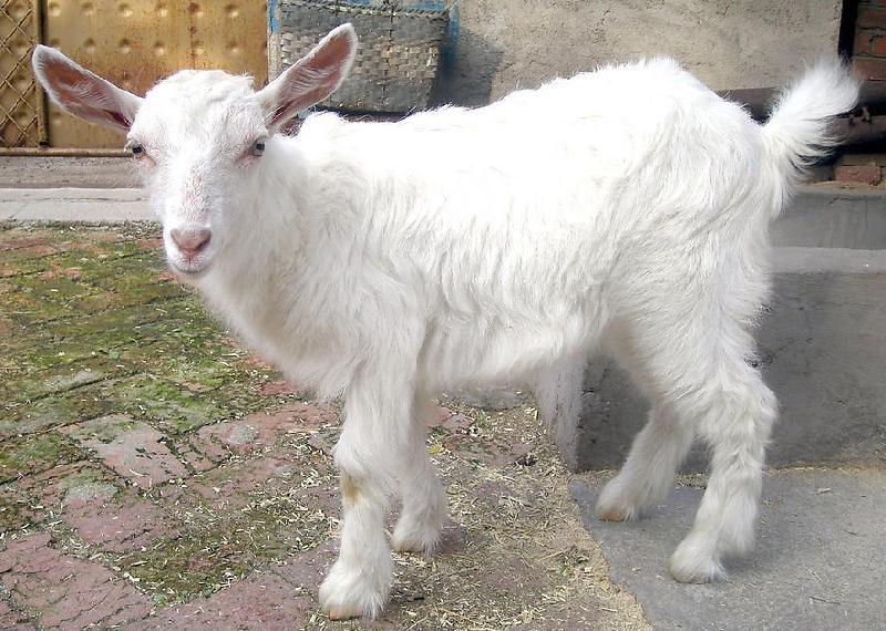 白山羊羊羔 农村合作养殖项目 羊苗价格