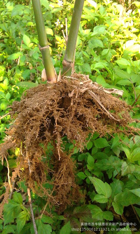 【供应竹苗批发 优质麻竹苗 大头苗 毛竹苗 价格