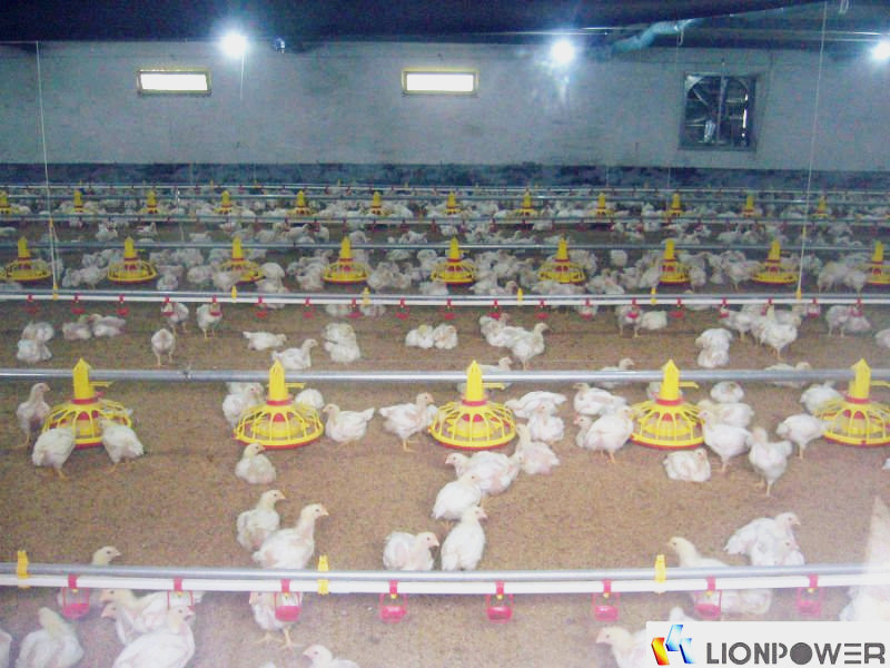 供应供应养鸡料线 自动喂料线 肉鸡自动喂料线 邦驰机械