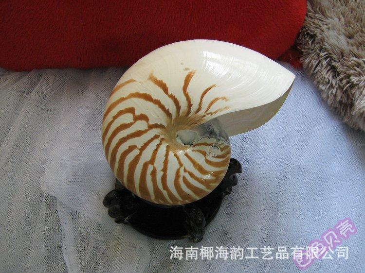 鹦鹉螺13-17cm极品稀有海螺 家居装饰风水 招财摆件 收藏/礼品批