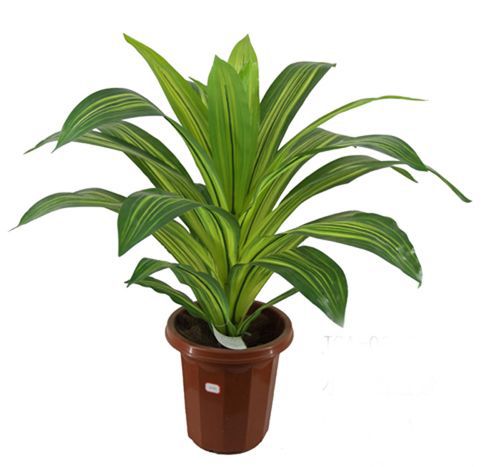 0036 小巴西盆景 DRACAENA FRAGRANS 2