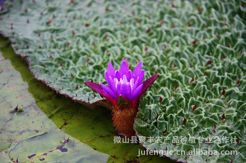 水生植物-供应香蒲刺莲芦苇荷花种苗\/绿化水景