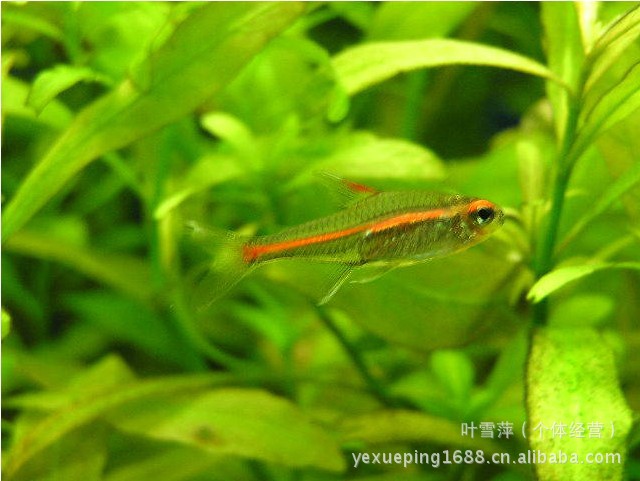 鱼类-上海热带观赏鱼养殖基地大量供应批发 玻