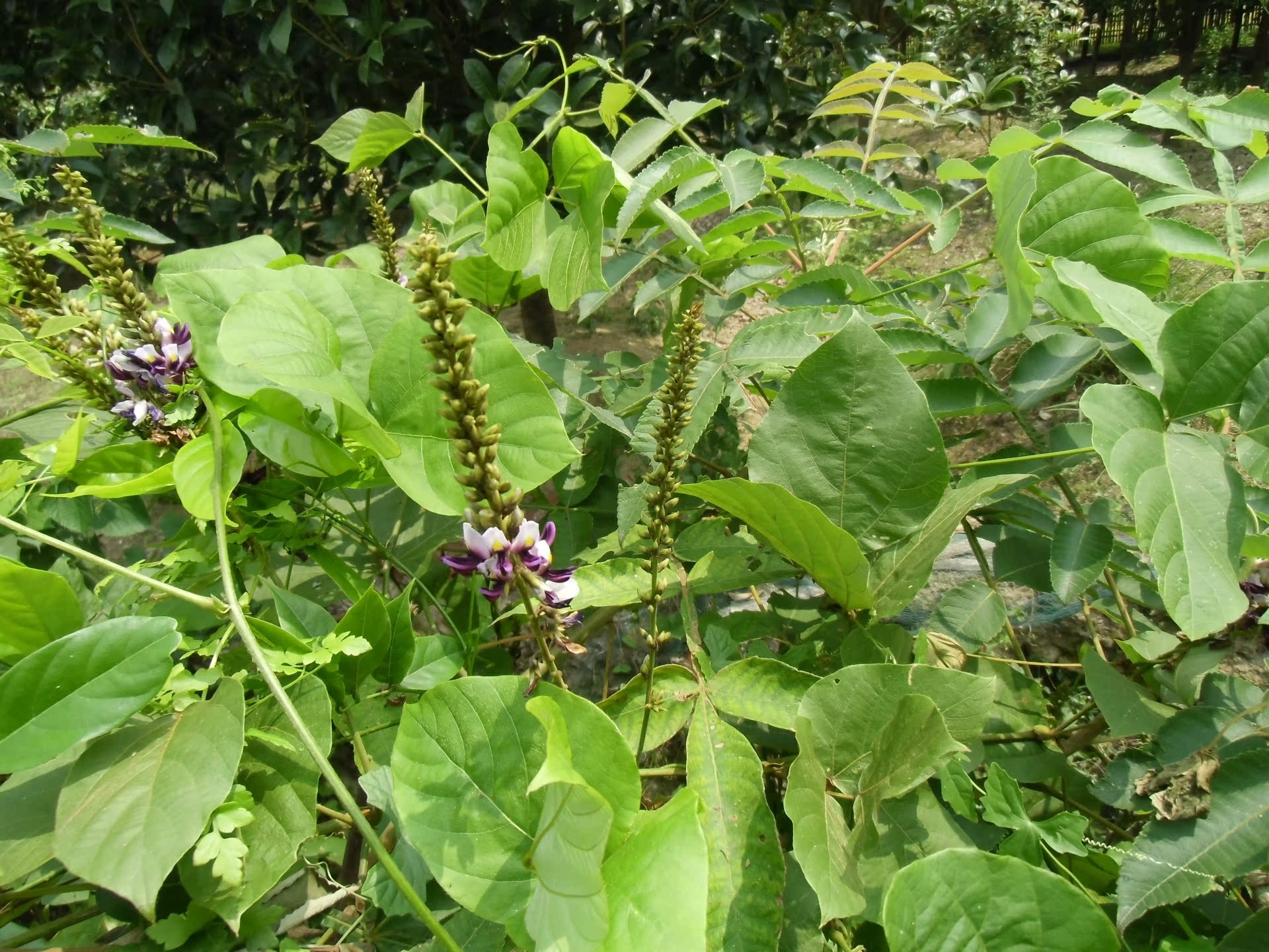 野生葛花(小花3)