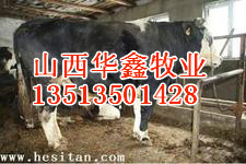 u=1446882797,3056282520&fm=21&