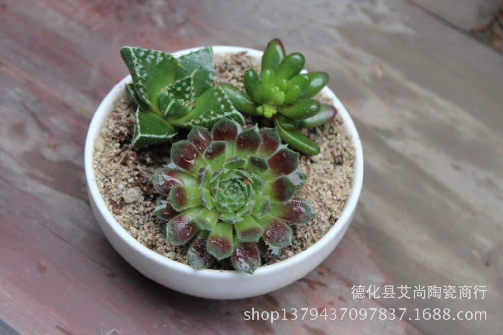 花盆容器-韩式进口立体花雕多肉质物花盆 迷你