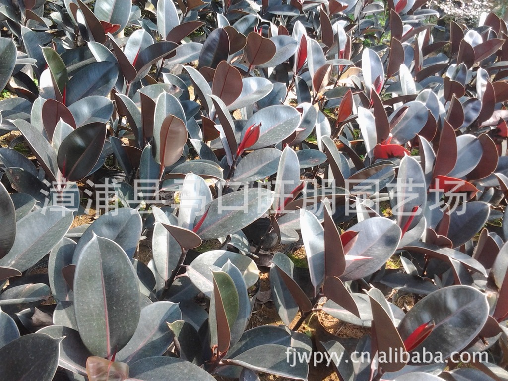 【优质价优 靓货黑金刚橡皮树批发】价格,厂家