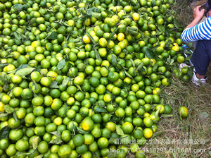 【四川蜜桔】四川蜜桔价格\/图片_四川蜜桔批发