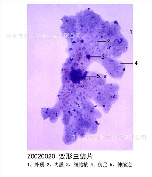 变形虫装片