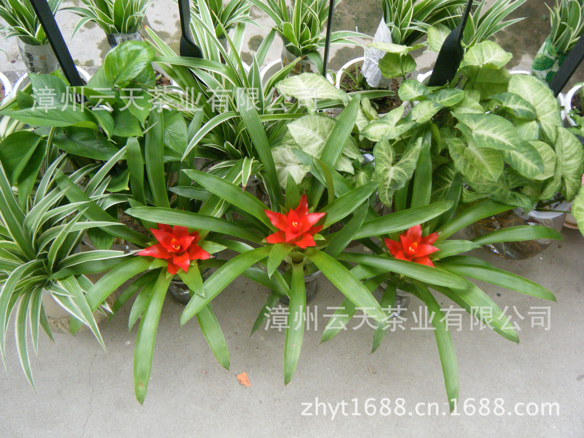 【室内 办公桌小盆栽 净化空气千禧星】